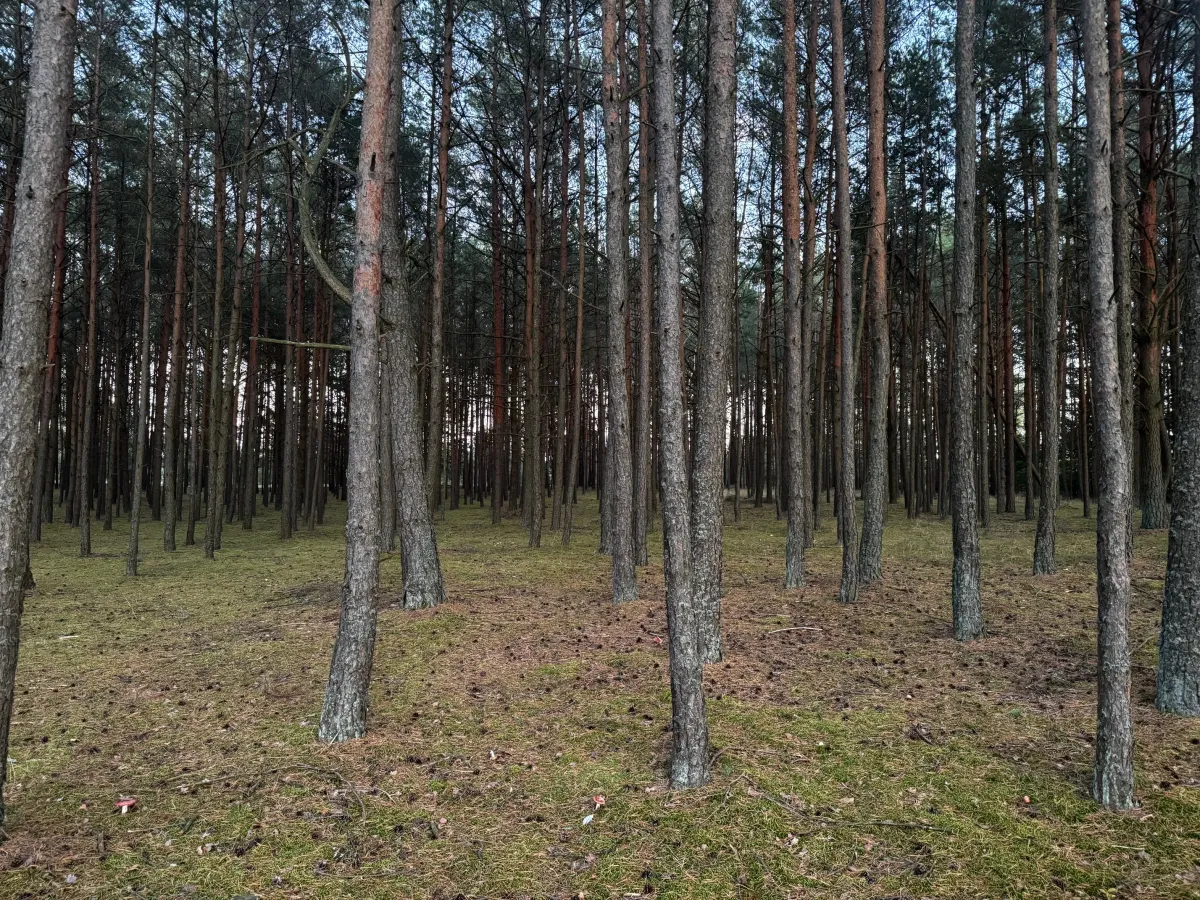 Las w Borach Tucholskich